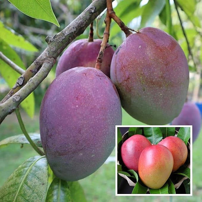 mango