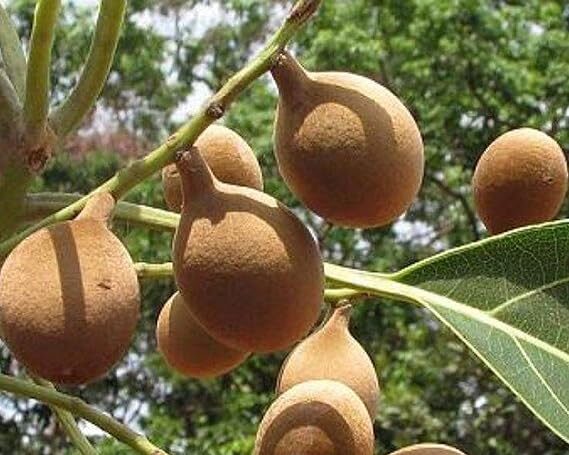 ayurvedic